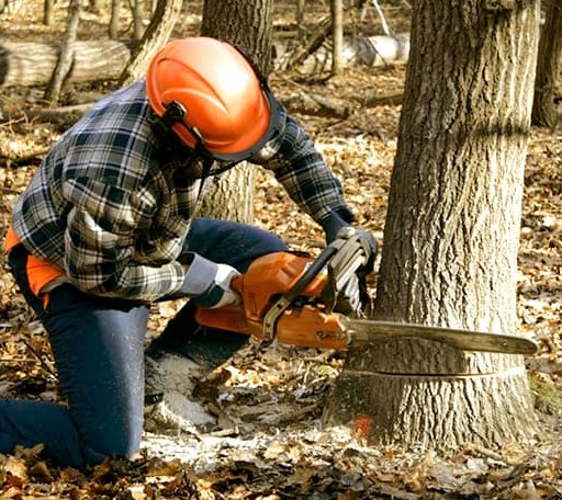 Tree Removal in Hilham, TN